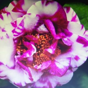 Meet your Posher, Kiara